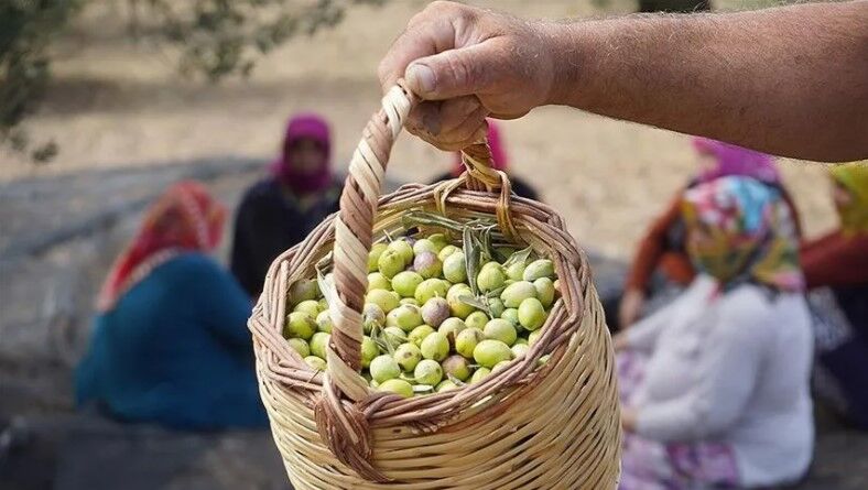Akhisar'da bir hafta zeytin toplanmayacak